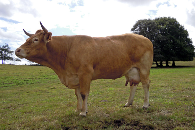 vaca3-rubia-galega-Ganderia-da-Morena-Friol